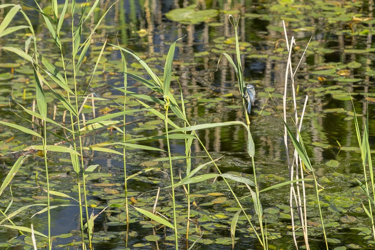 Blue Tit hanging on a grass in Siikalahti Nature Reserve in Finland.