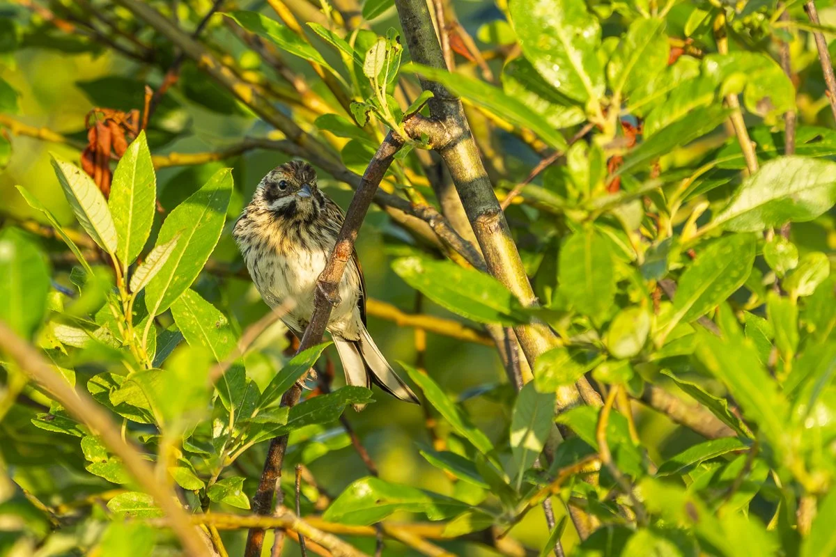 Reed Bunting singing from a leafy branch at Siikalahti wetland in eastern Finland.