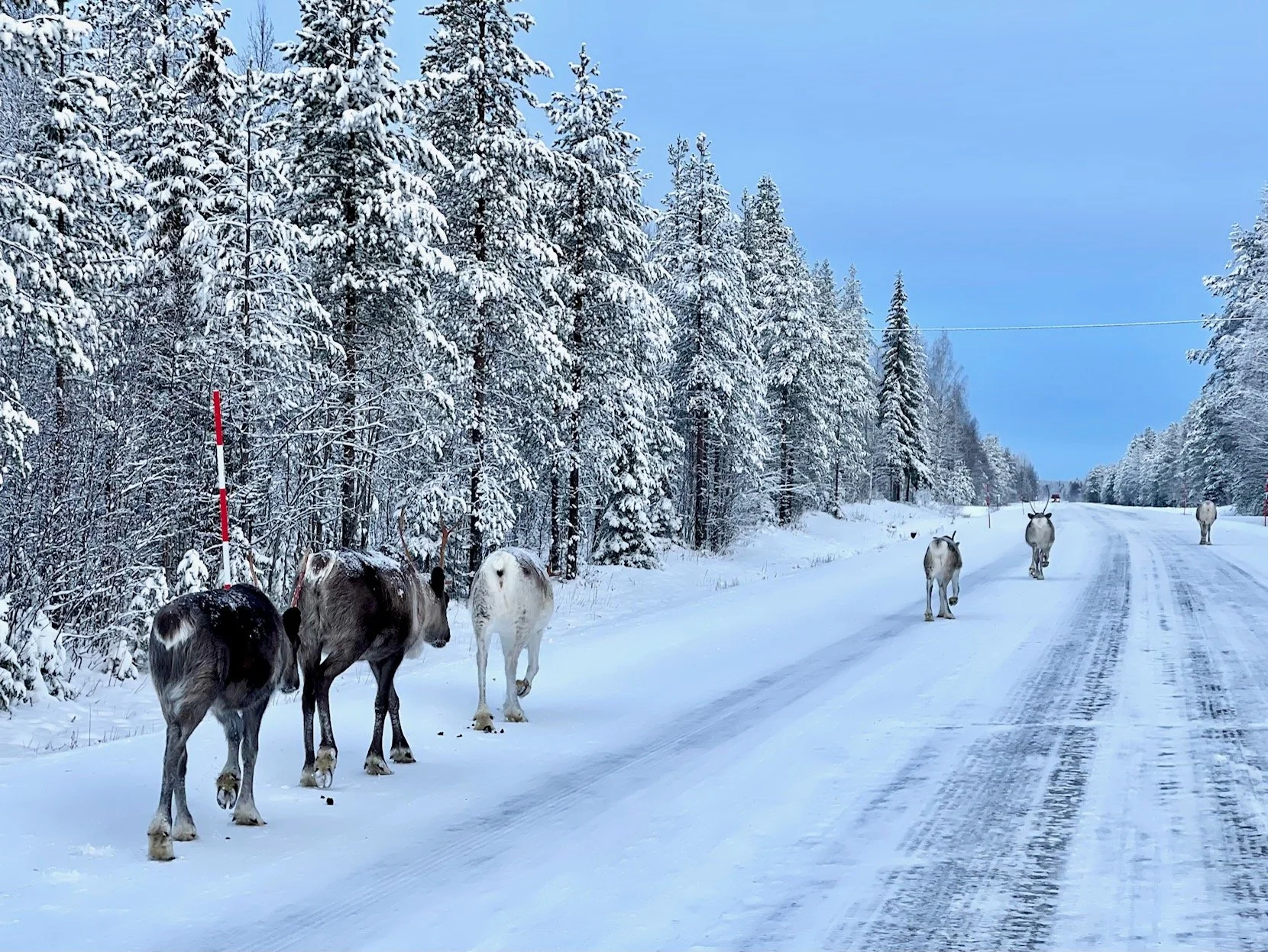 Reindeers walking along an icy road in the snowy landscape of Finnish Lapland in late October.