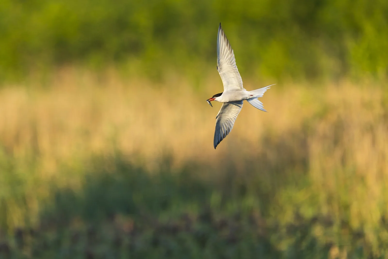 Common Tern flying over Siikalahti carrying a small fish to its young