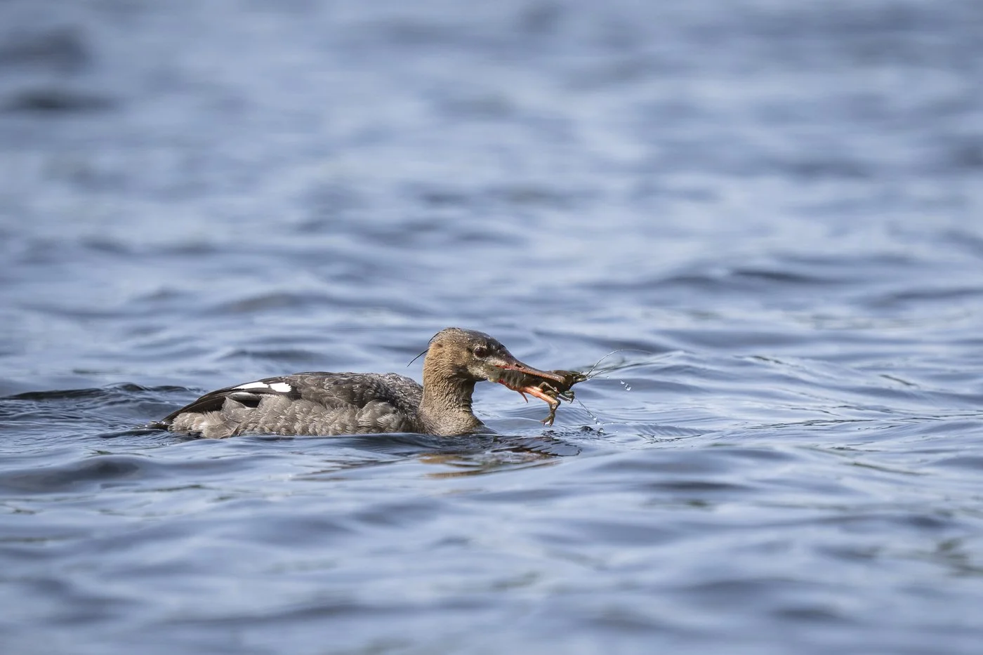 Goosander emerging from the water with a crab in its beak in Saimaa