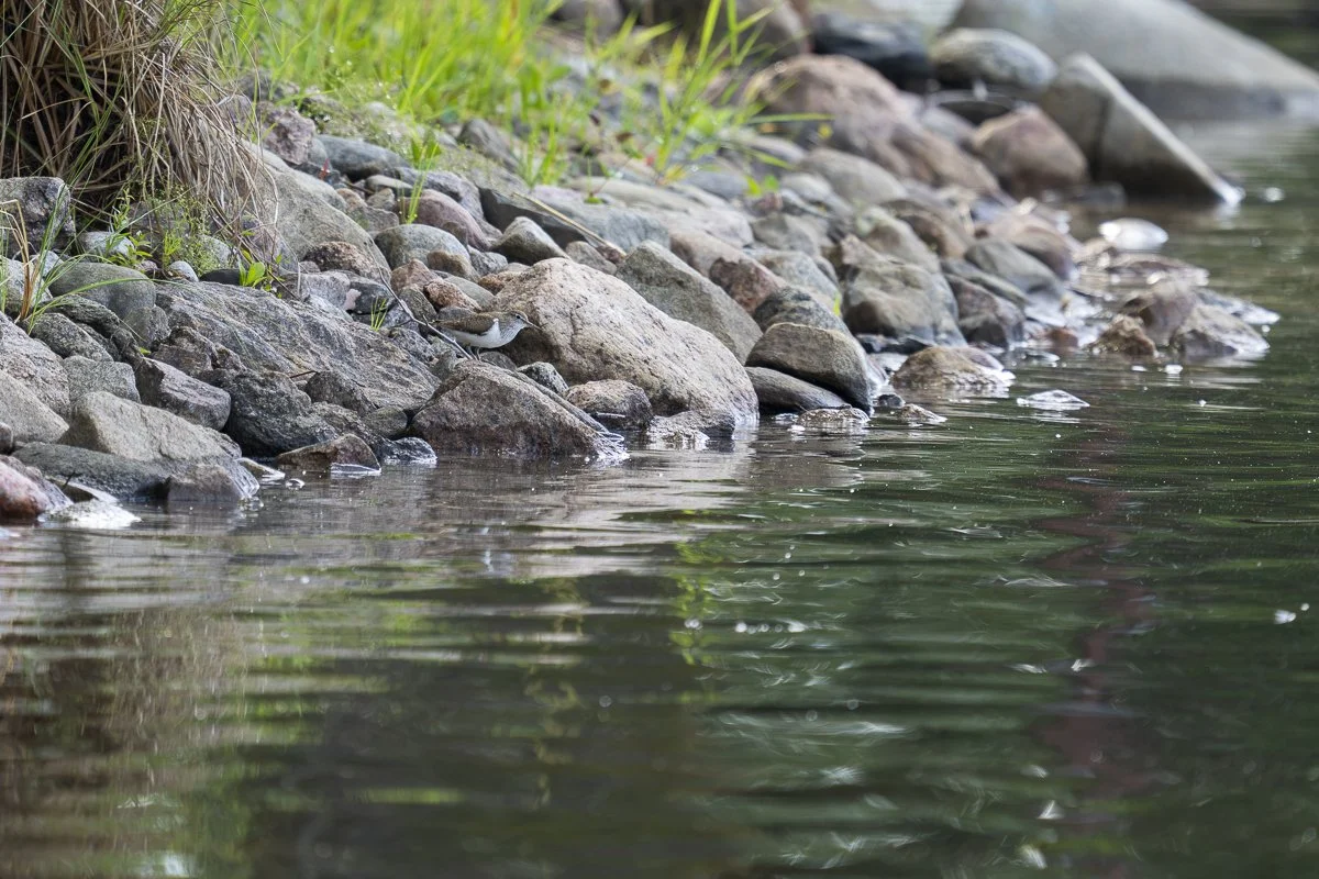 Common Sandpiper standing on shoreline rocks in the Saimaa region of Finland.