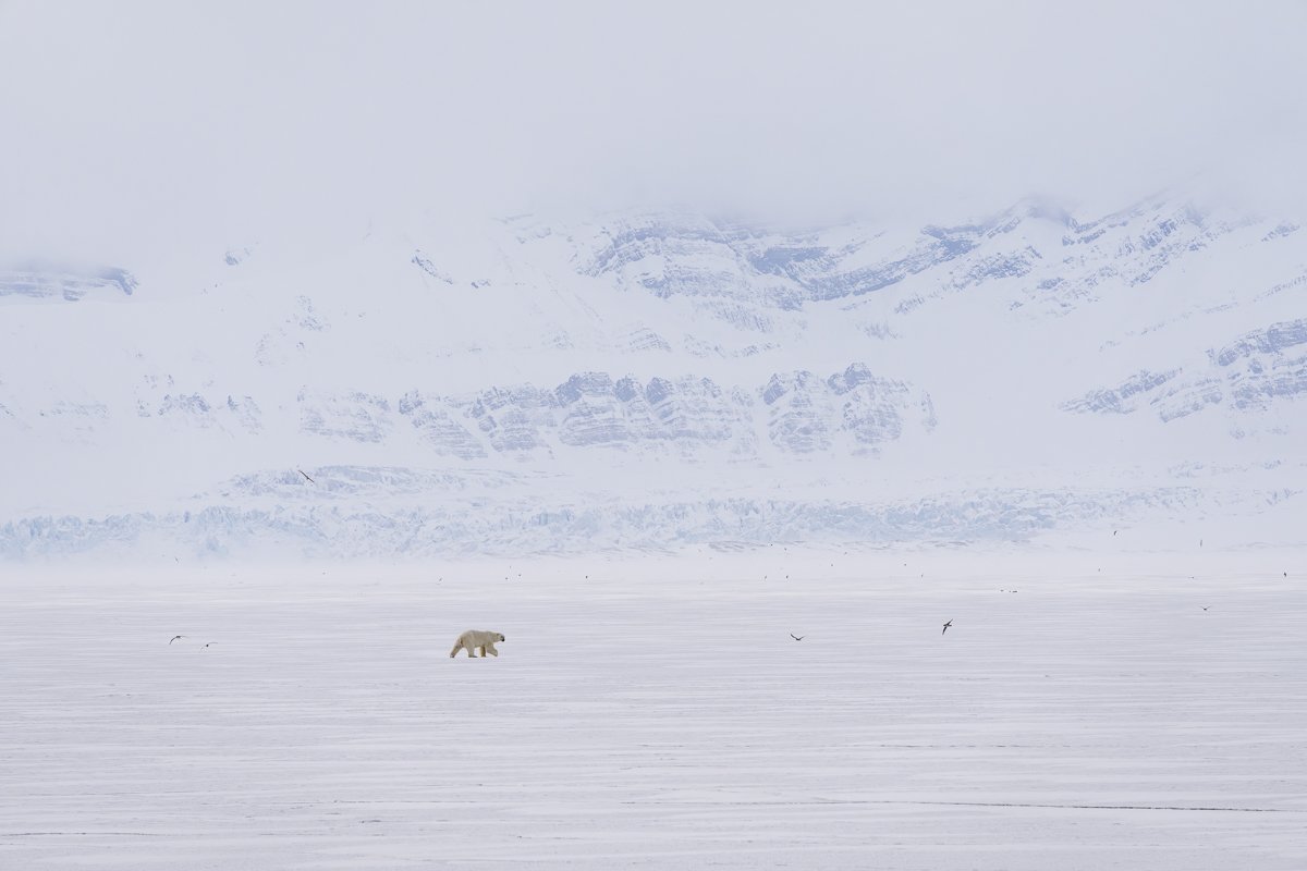 Polar bear walking across sea ice in an Arctic landscape, with fog, glaciers and mountains in the background.