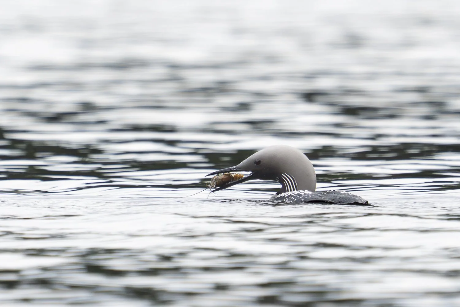 Arctic Loon surfacing on Saimaa with a crab in its beak