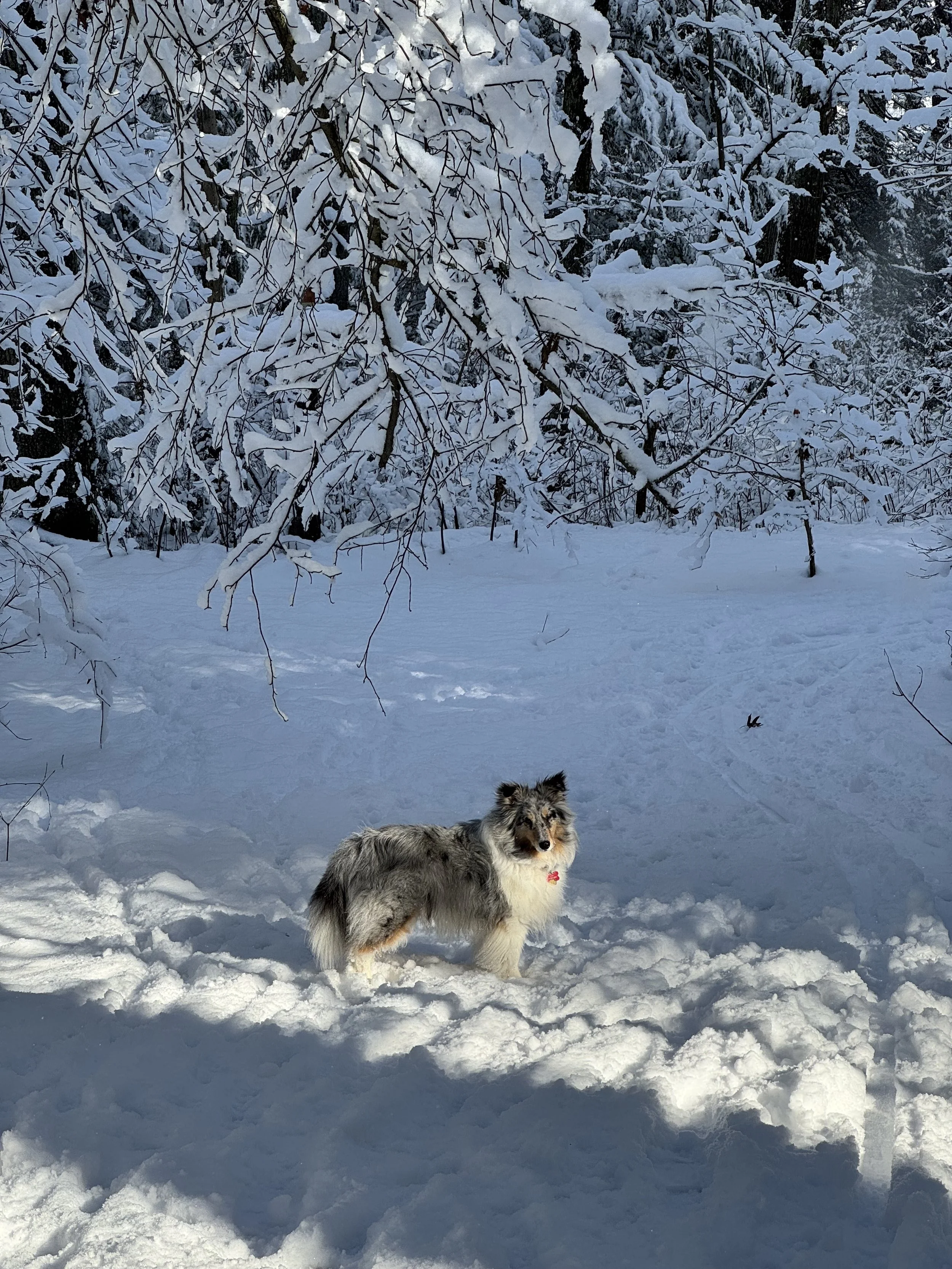 A blue merle Shetland sheepdog standing in a snow-covered forest, looking towards the viewer, with snow-laden branches overhead.