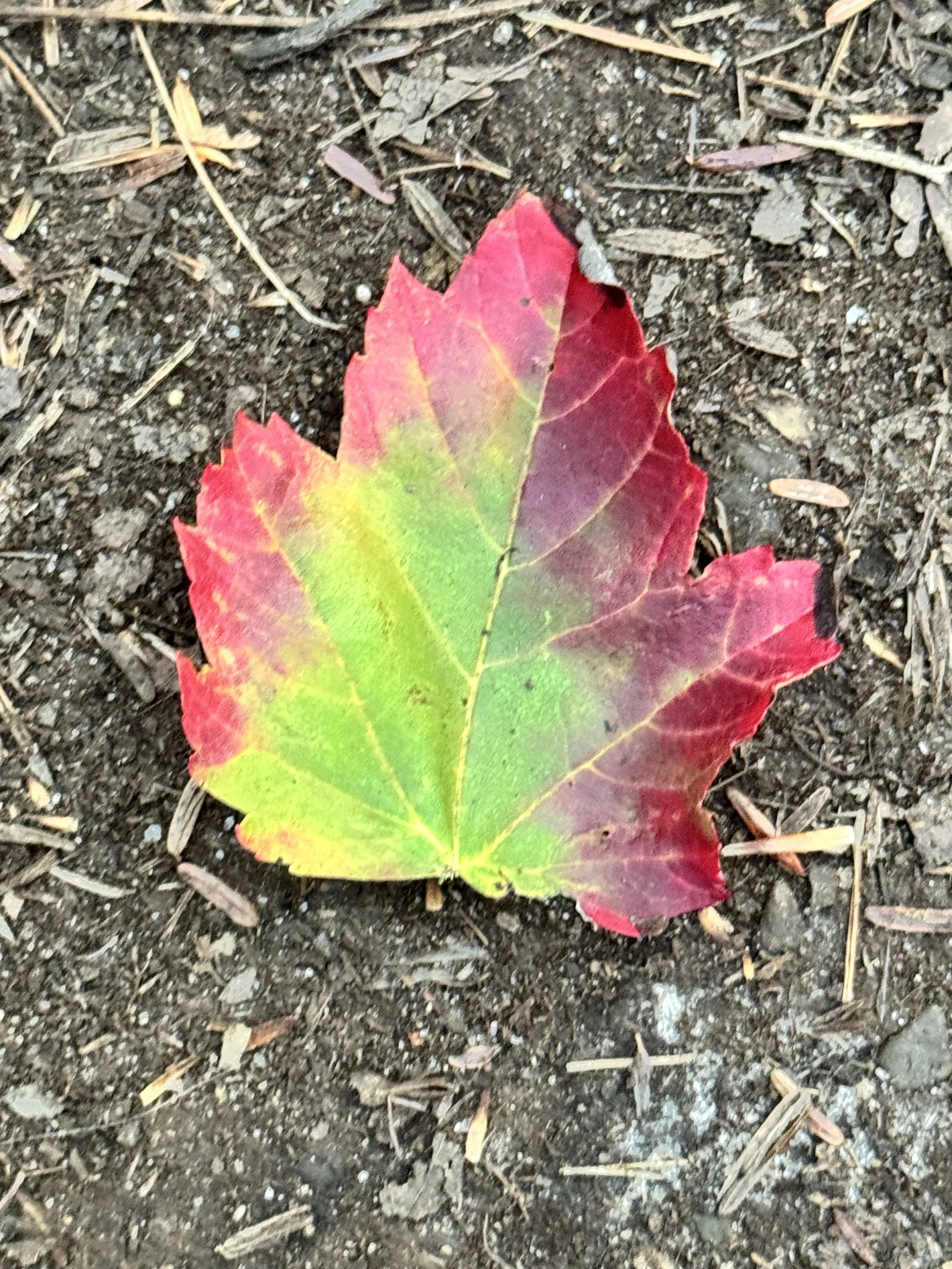 A single fallen leaf that is green at its heart and a bright scarlet red around the edges.