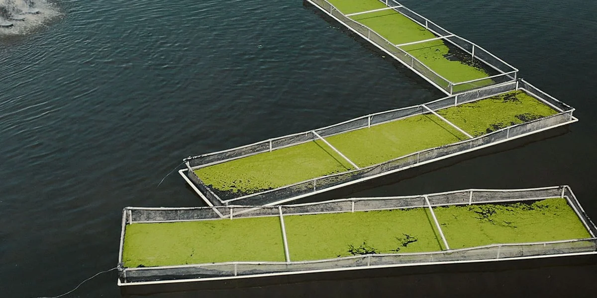 Mexico: Startup seeks to convert wastewater into aqua feed protein