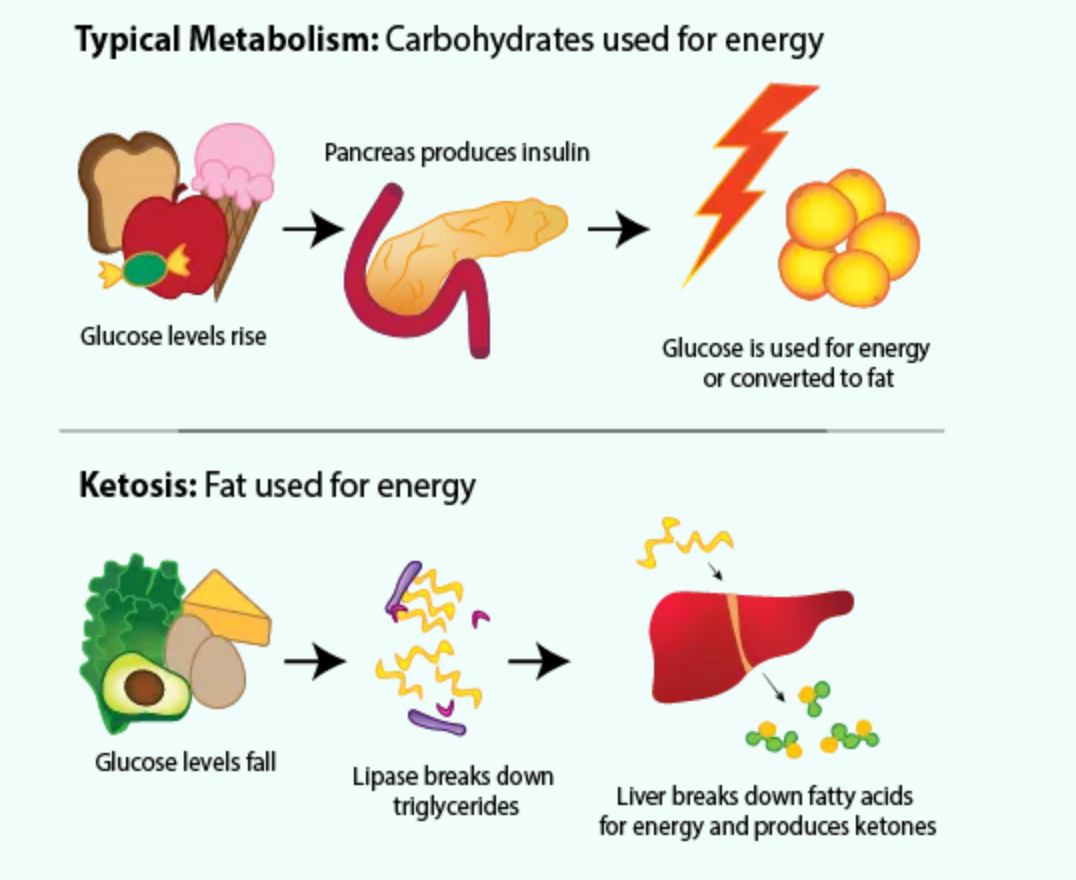Why Ketones Might Be the Most Underrated Fuel Source Yet