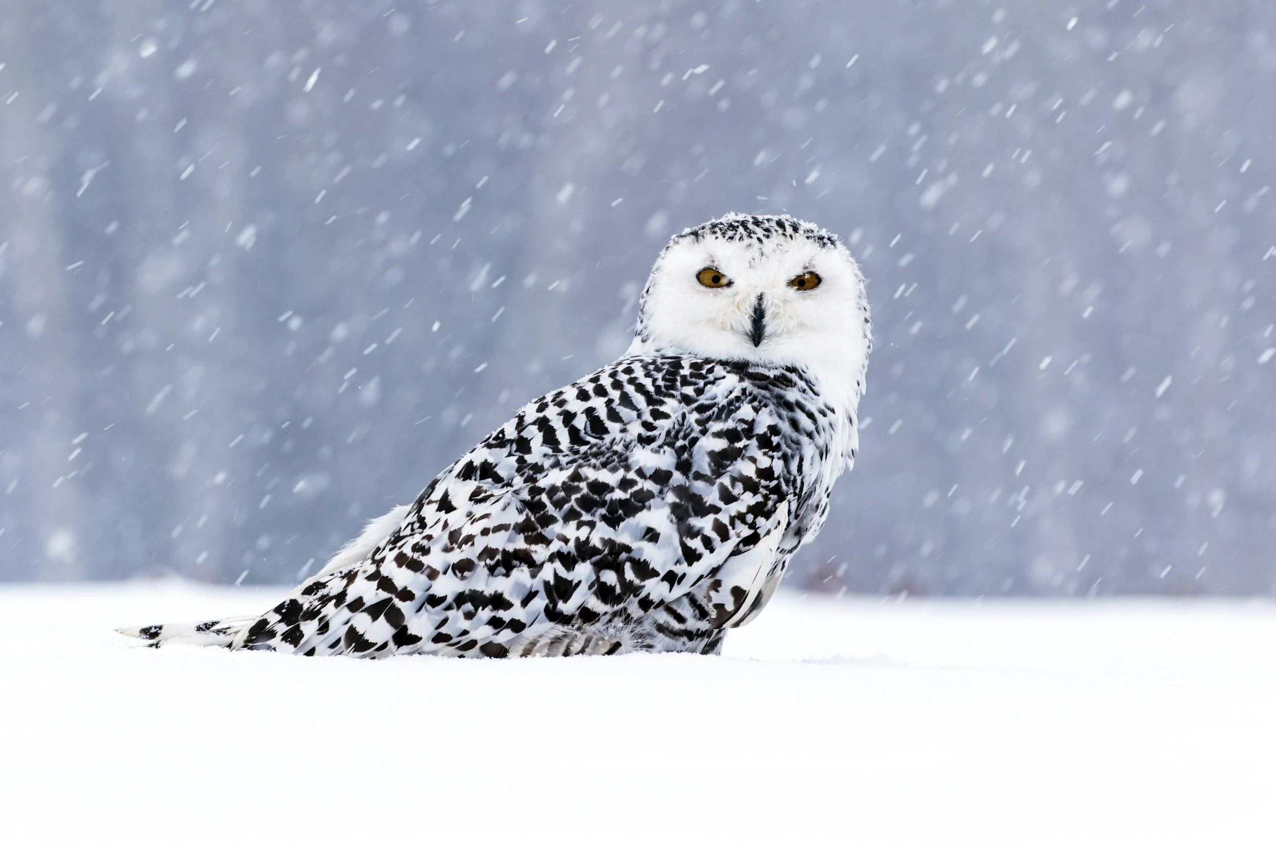 Audubon Council of Illinois Meeting 