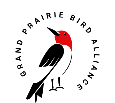 Red-headed Woodpecker that is black, white, and red with Grand Prairie Bird Alliance around it
