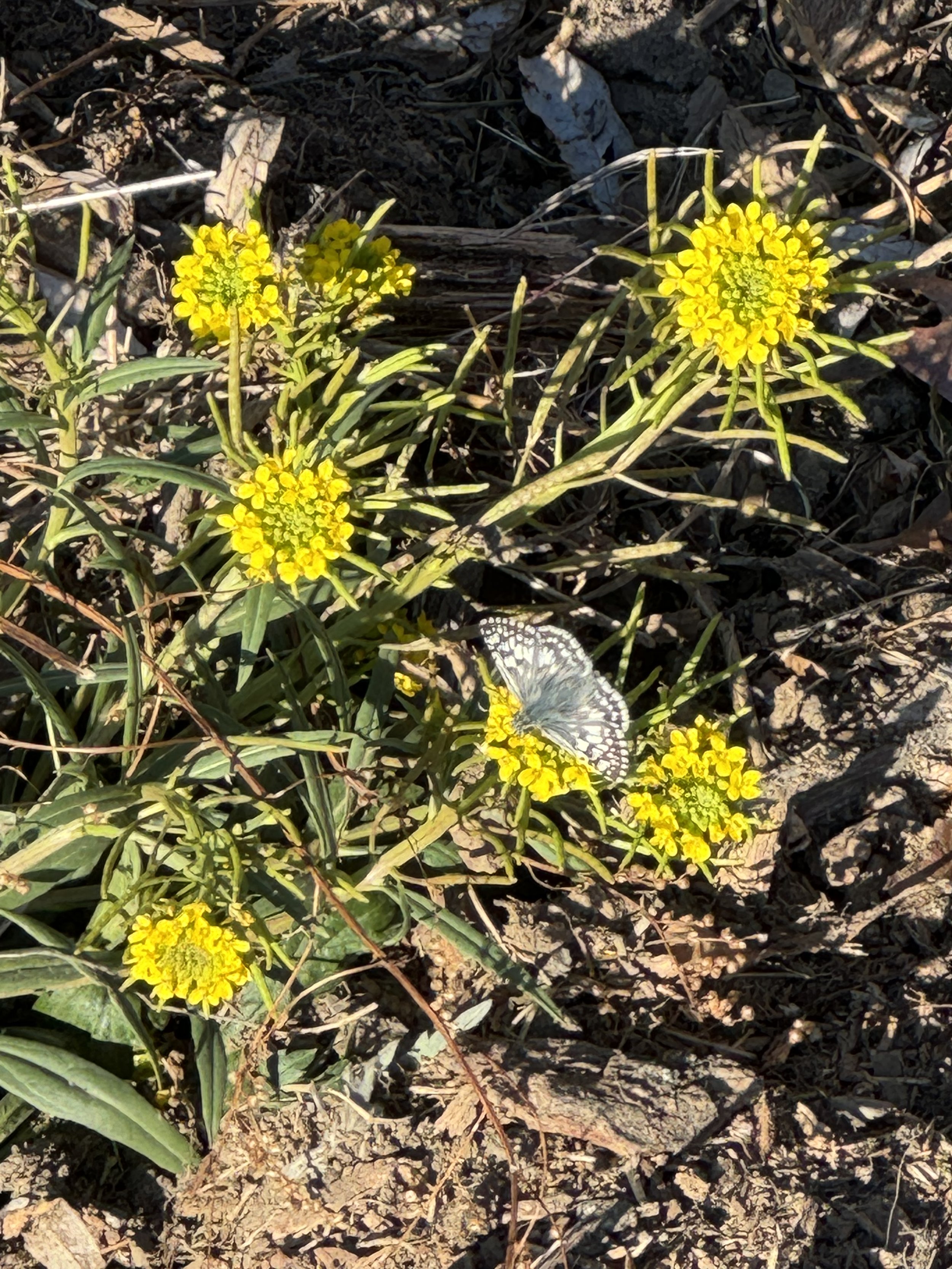 Checker Skipper