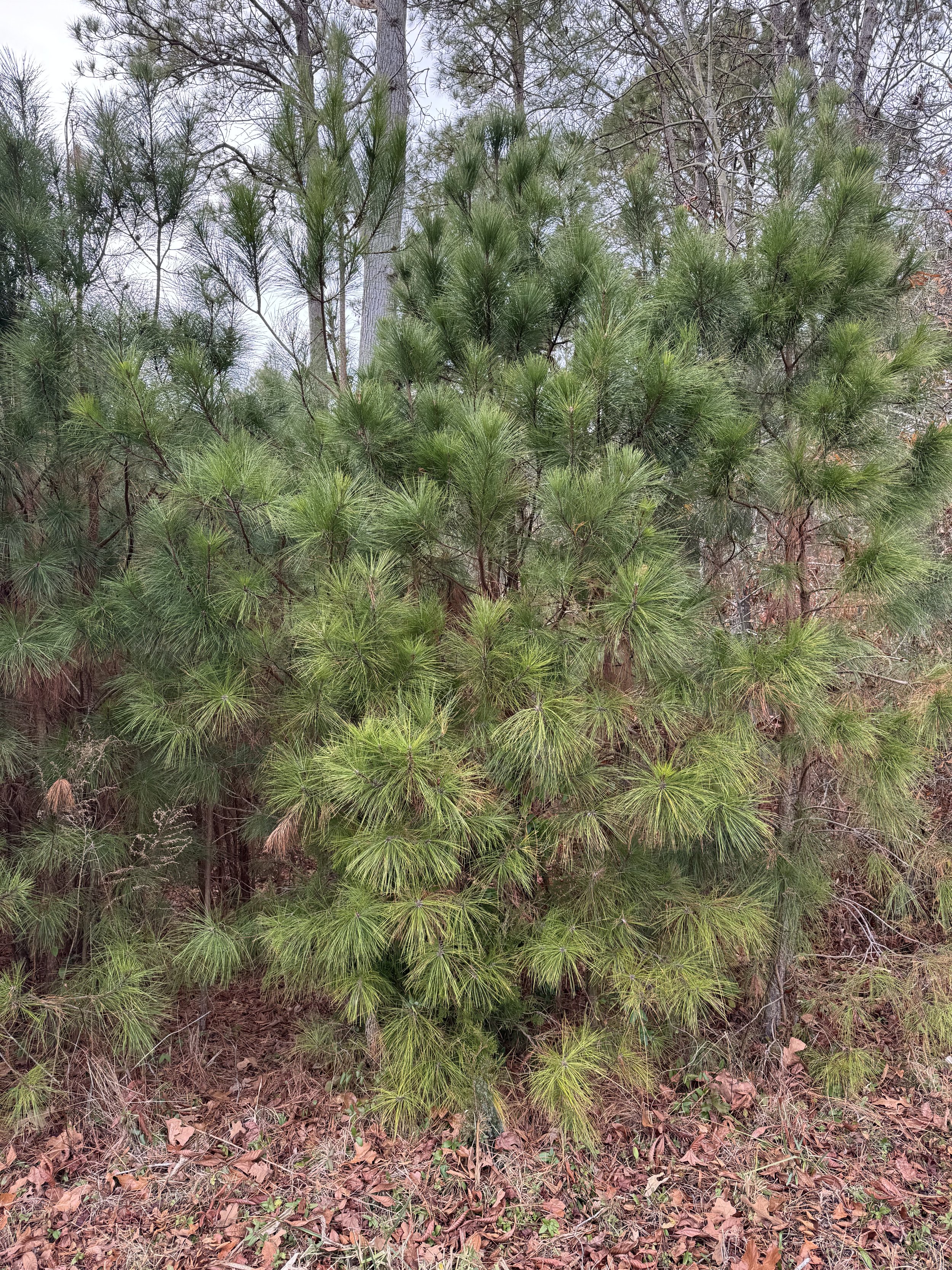Loblolly Pine road-side