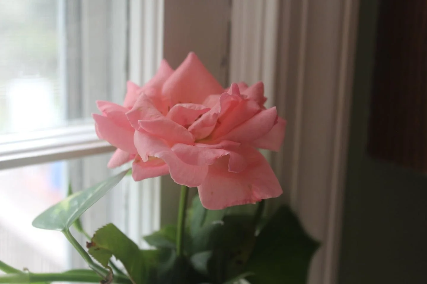 Blooming