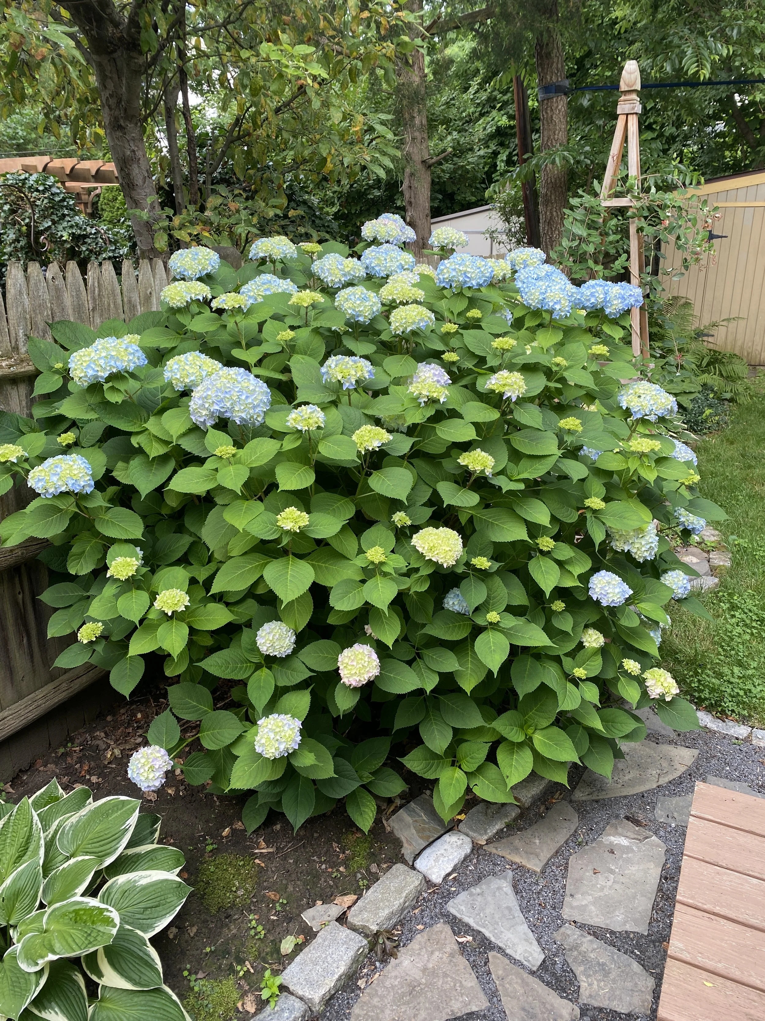 This hydrangea had one bloom the previous year. Look at you now!