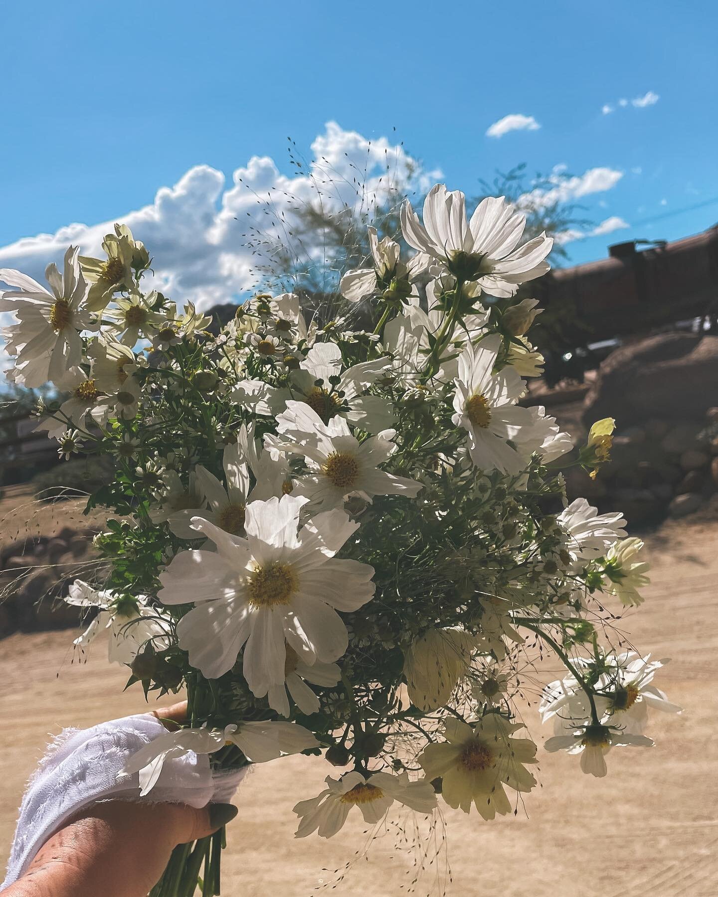 Playing around with some new ideas today and prepping for some fun next week! So excited to show what&rsquo;s going on over here✨
&bull;
&bull;
&bull;
&bull;
&bull;

#palmsprings #sparksandsand #palmspringsflorist #seekthesimplicity #flashesofdelight