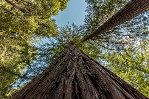 Strong trees growing upwards in the forest.