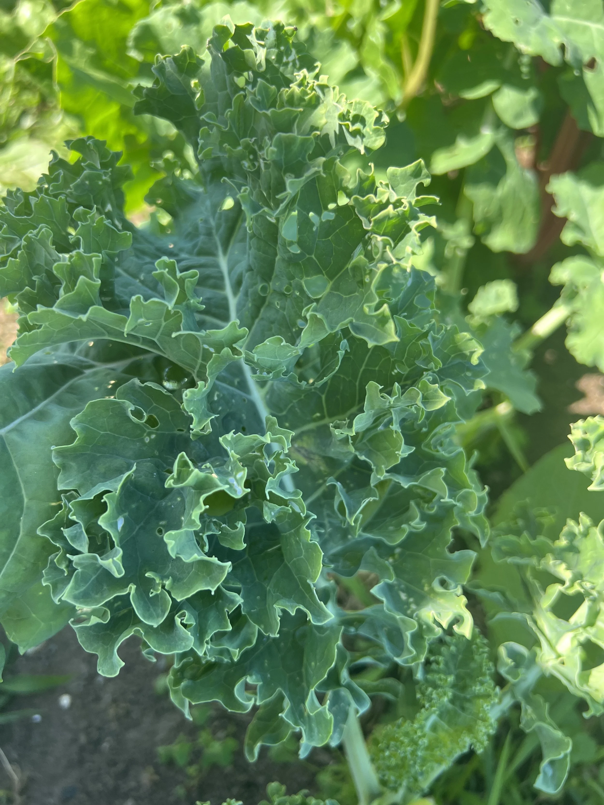 kale 2.jpeg