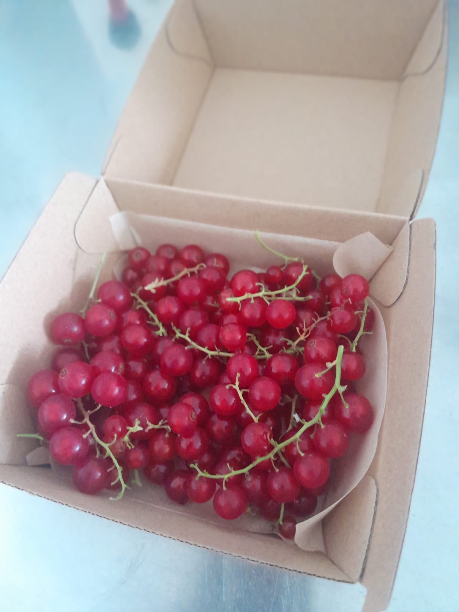 redcurrants.jpg