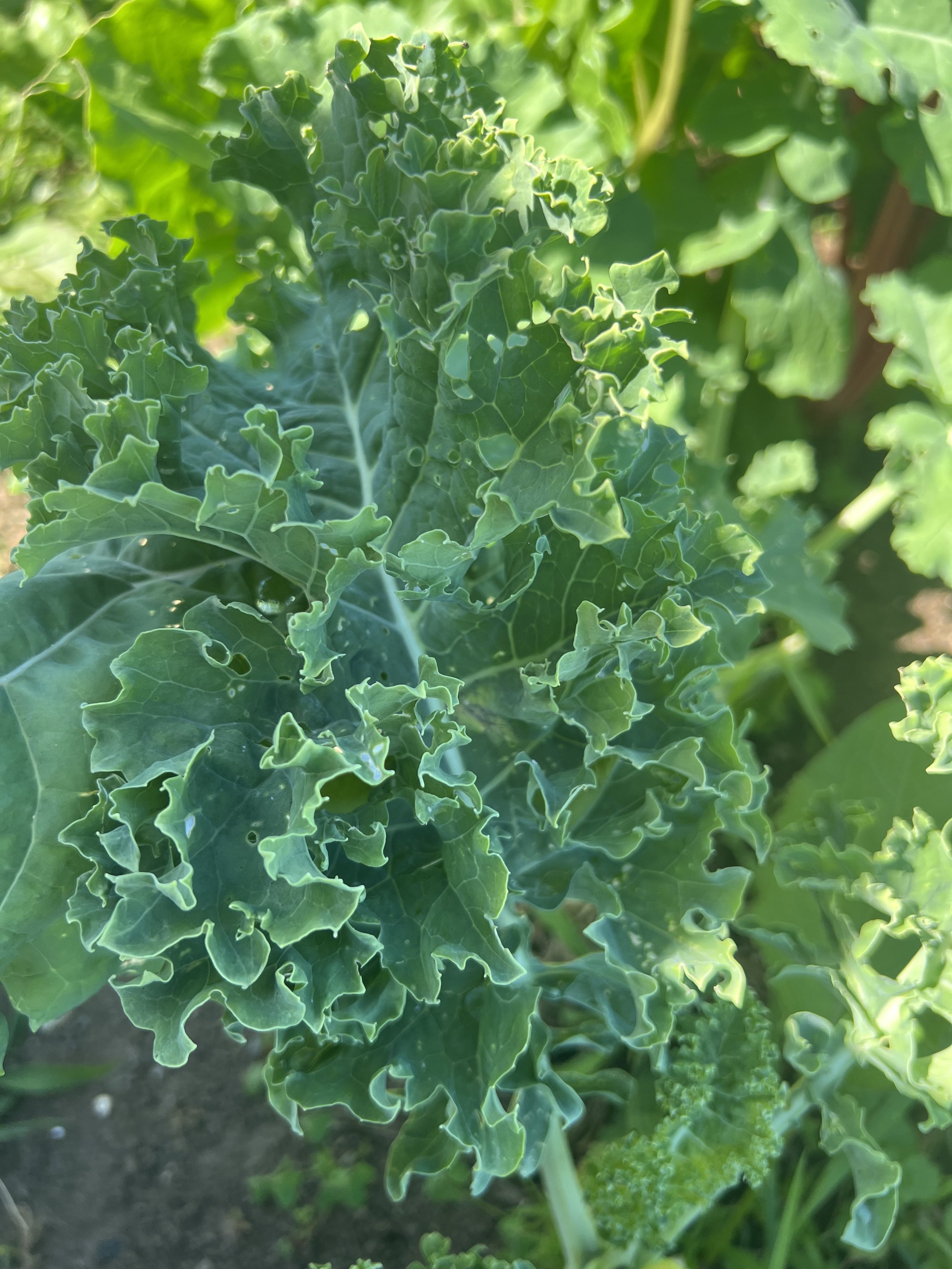 kale 2.jpeg