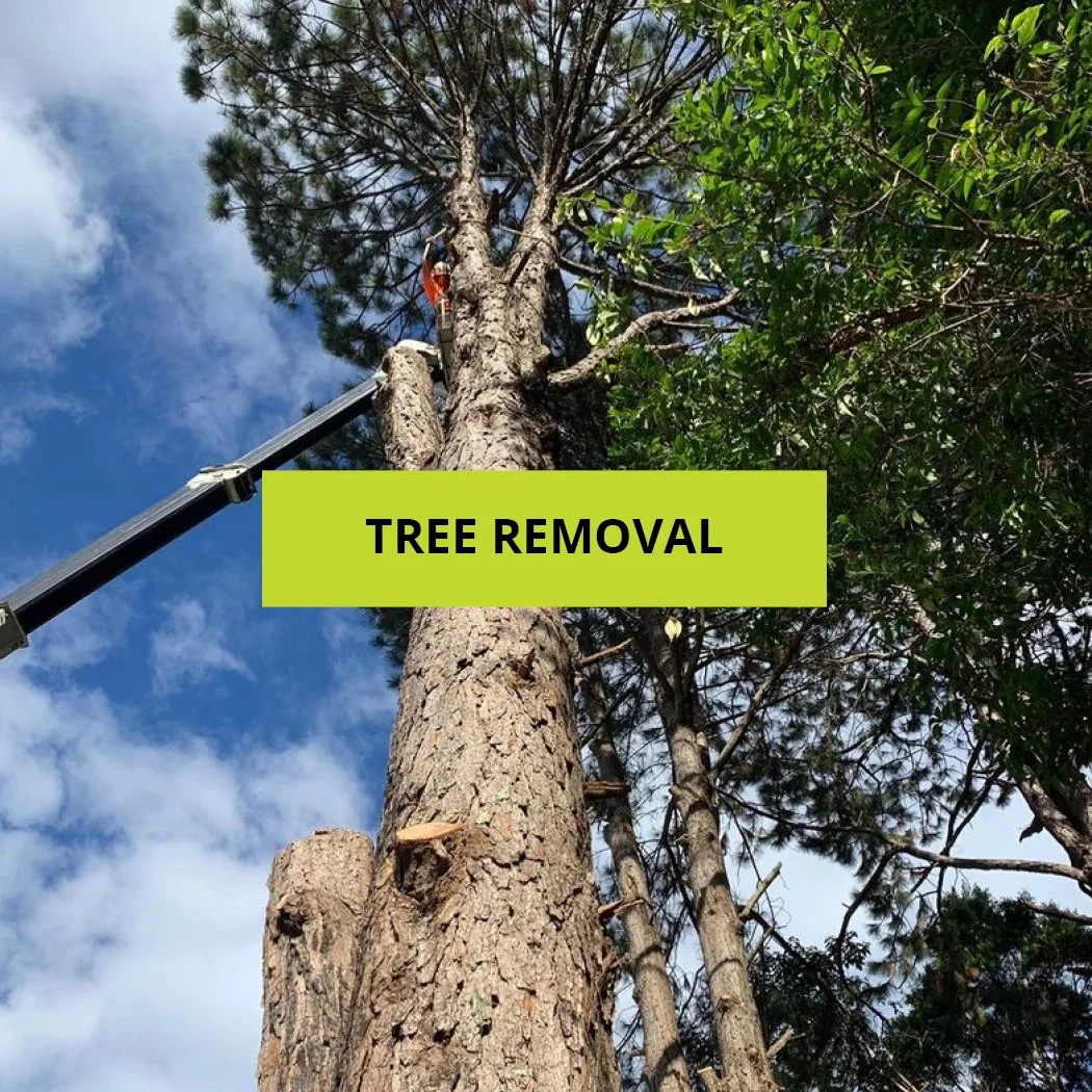 Trusted Arborists in Brisbane & Gold Coast | Removals & More | Treesafe