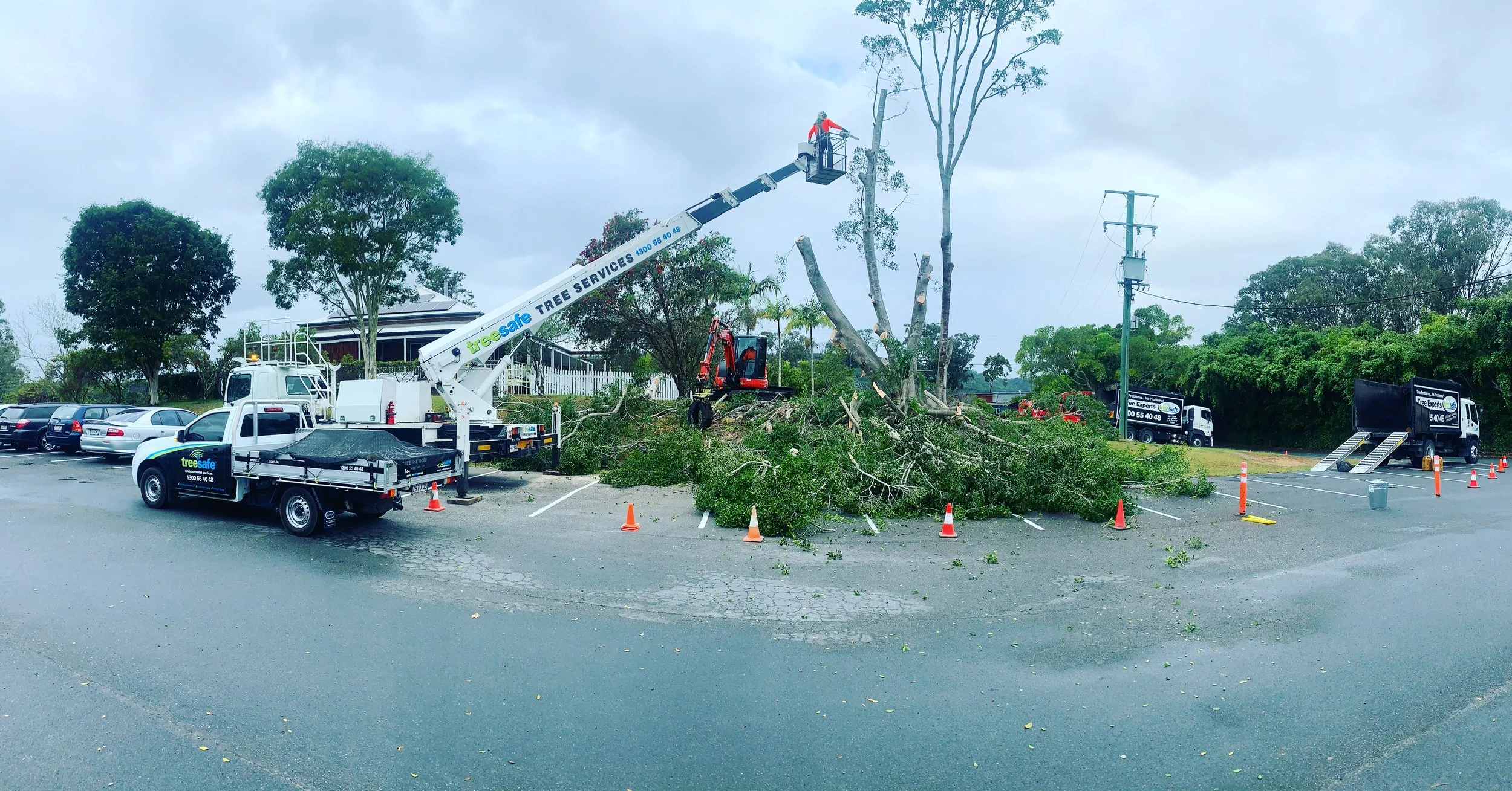 Trusted Arborists in Brisbane & Gold Coast | Removals & More | Treesafe