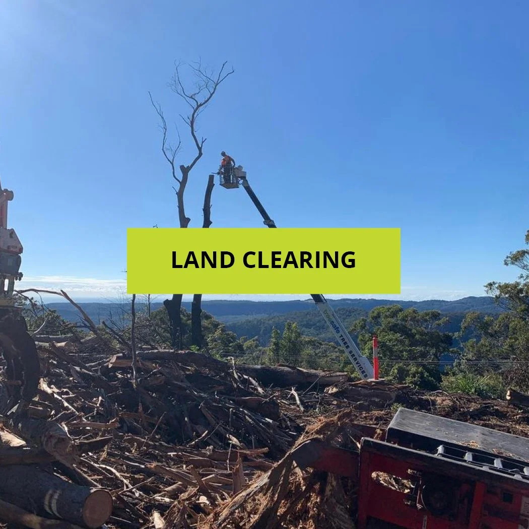 Trusted Arborists in Brisbane & Gold Coast | Removals & More | Treesafe