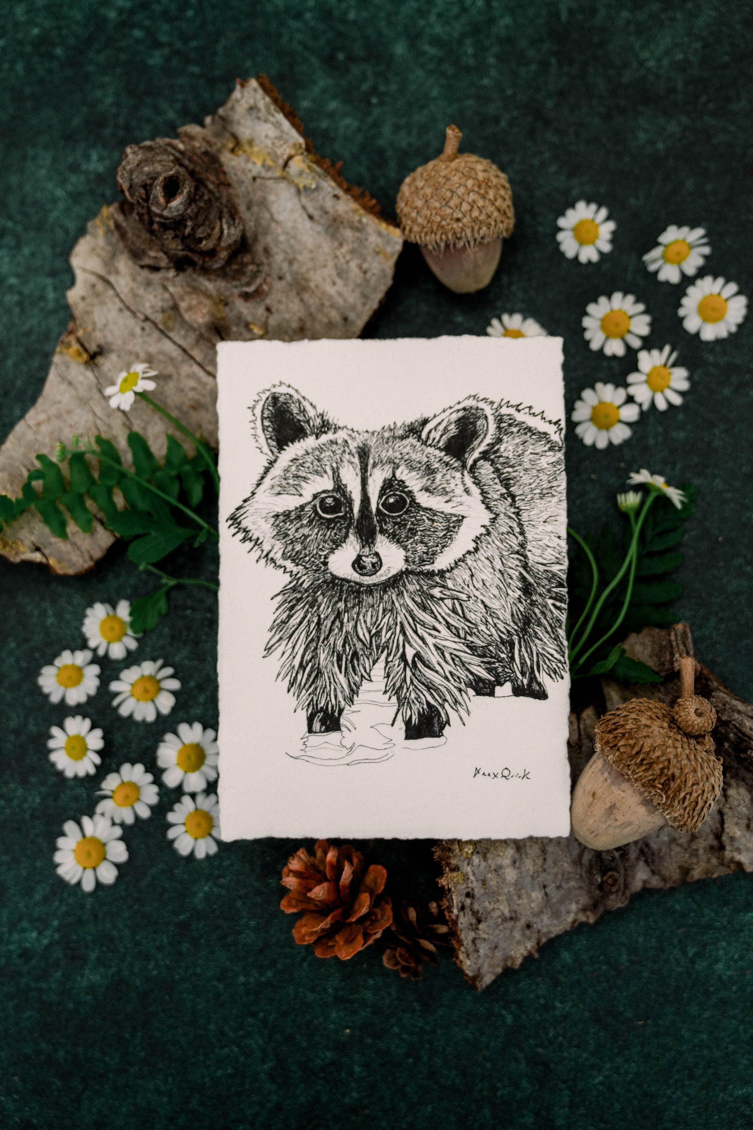 Raccoon in Pen