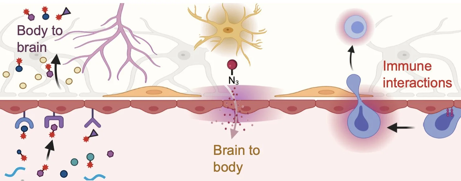 Schematic of brain-body crosstalk at the blood-brain barrier: molecules moving from body to brain, signals from brain to body, and immune interactions at the barrier