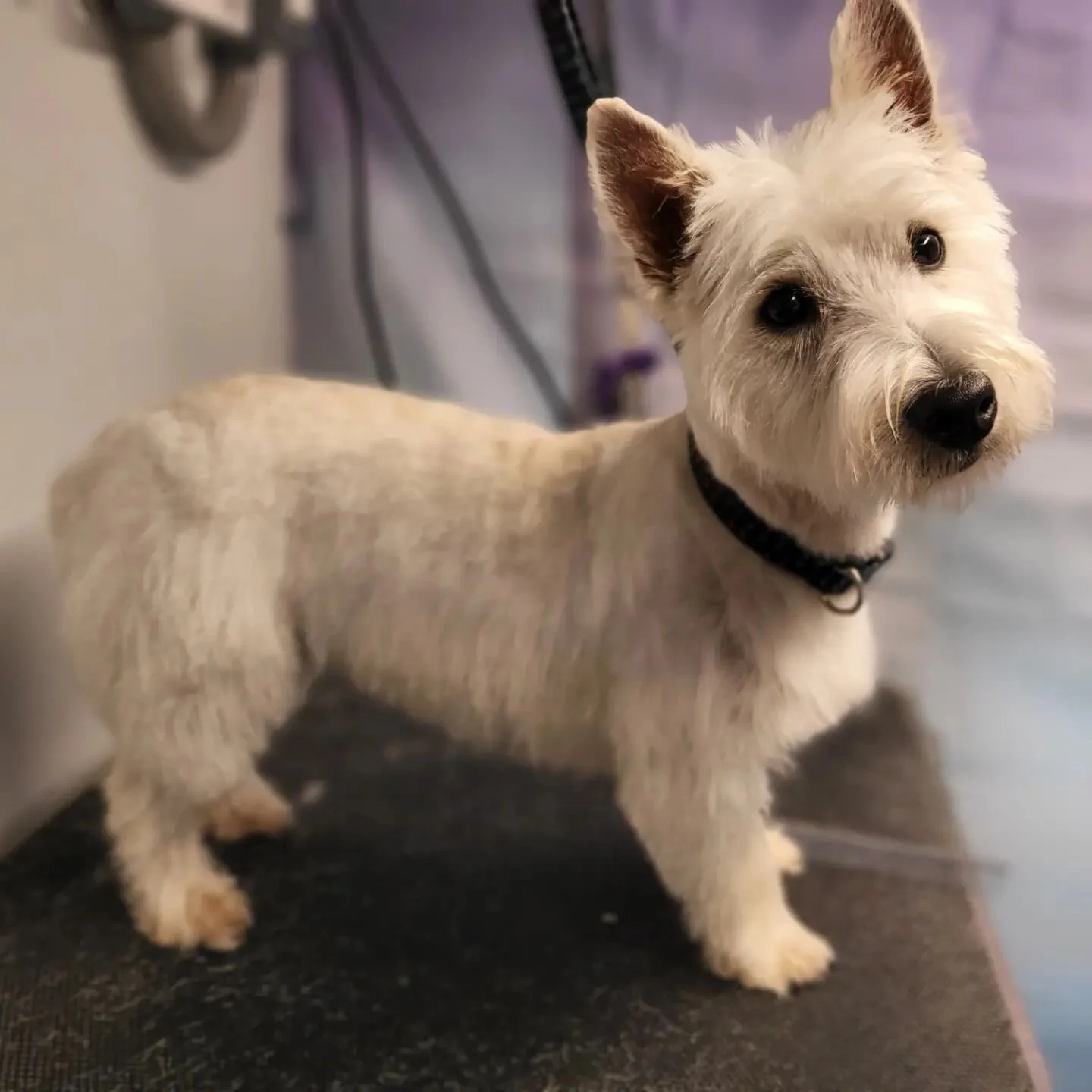 Team 1 — Pacific Pups Mobile Grooming