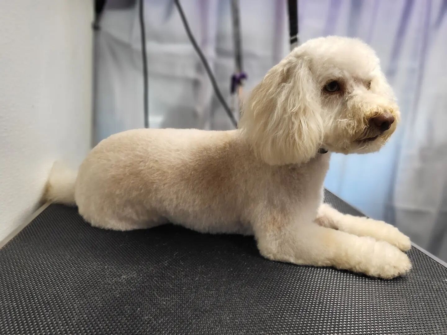 Tito posing like a model &lt;3
.
.
#doggroomer  #mobilegrooming #dogsofinstagram #dog #grooming