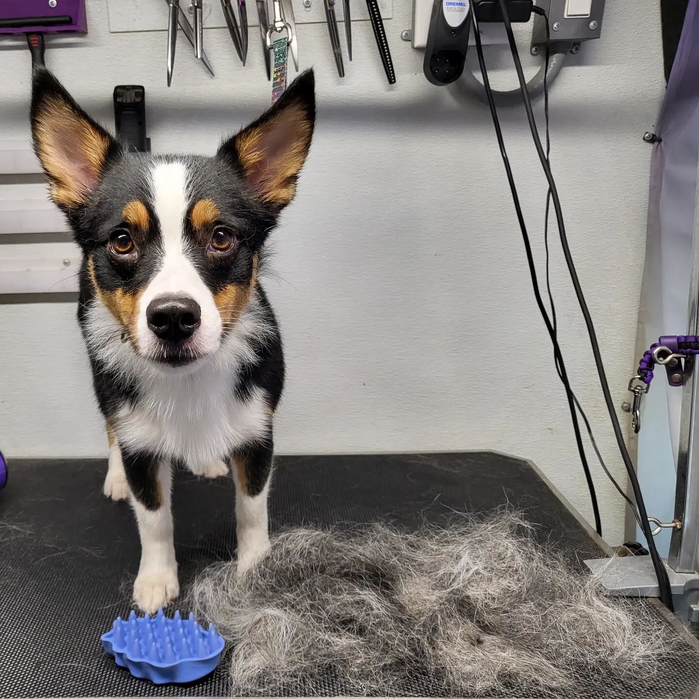 Kora's pretty proud of her pile of hair! and that wasn't even all of it!
 
.
.
#doggroomer #mobilegrooming #groominglife #groomersofinstagram  #dogsofinstagram #instadog