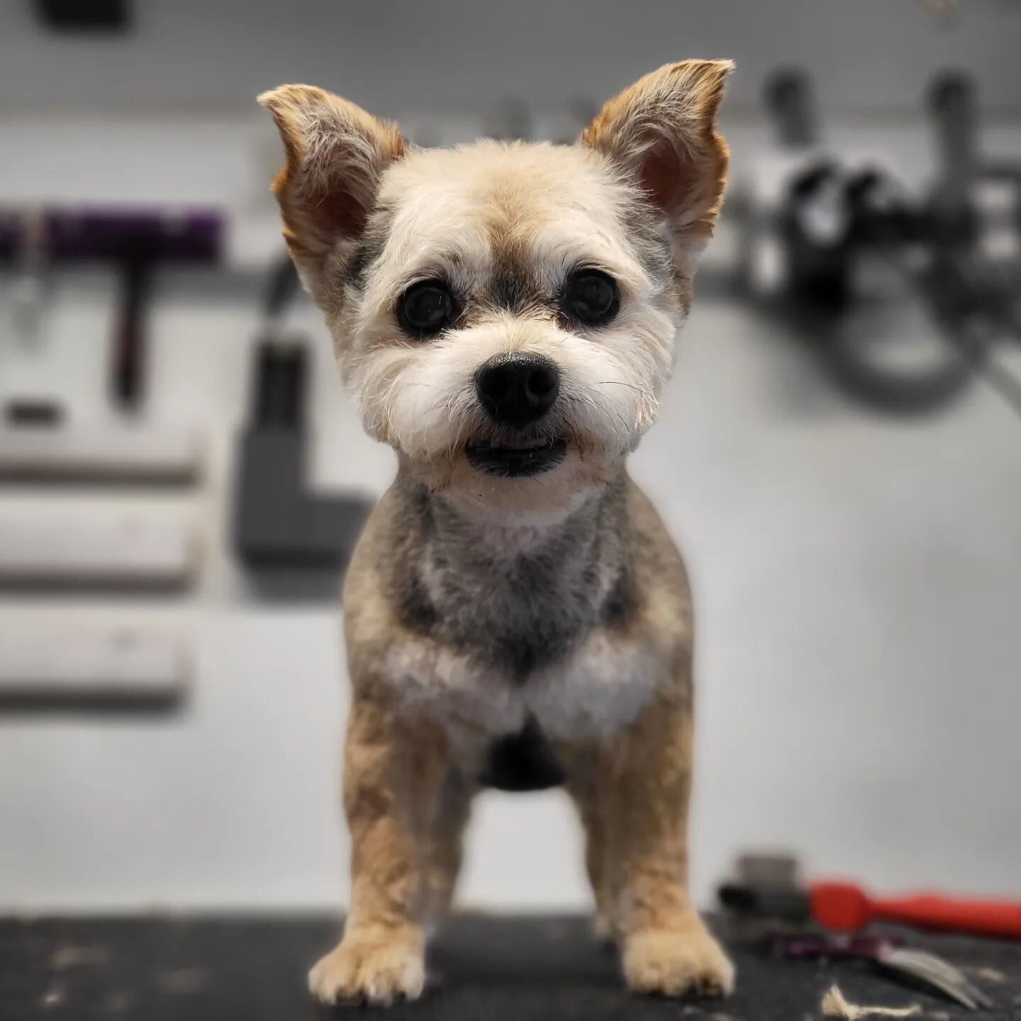 She knows she's cute!
.
.
#doggroomer #groomersofinstagram #mobilegrooming #dogsofinstagram #yorkiepoo #groomersofinstagram