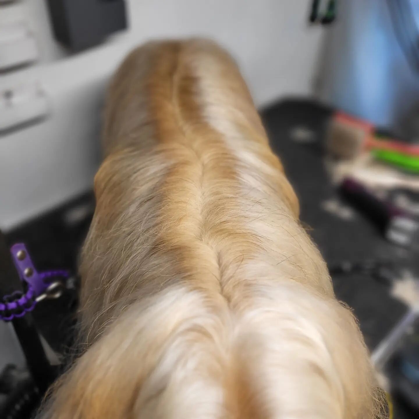 I know some blondes that would kill for Milo's golden locks.  He's soo handsome 😍
.
.
#doggroomer #mobilegrooming #groomingday #groomersofinstagram #groomerslife #dogsofinstagram #dogstagram