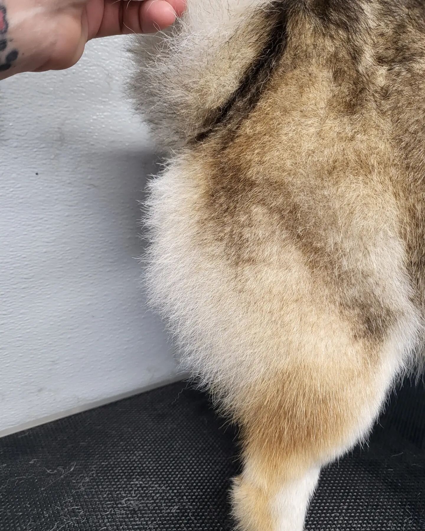 Someone has a nice butt! Swipe to groom! then swipe again to see his cute mug ❤
.
.
#doggroomer #mobilegrooming #groominglife  #nicebutt #dogsofinstagram