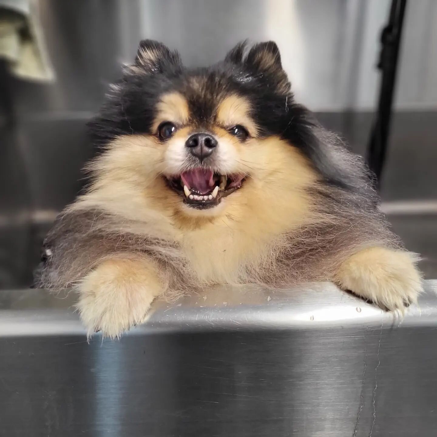 Koda is tooo cute not to post a million pictures of. L😍😍k at that before and after!
.
.
#doggroomer #grooming #dogsofinstagram #pomeranian #pomeraniansofinstagram #mobilegrooming #groomer
