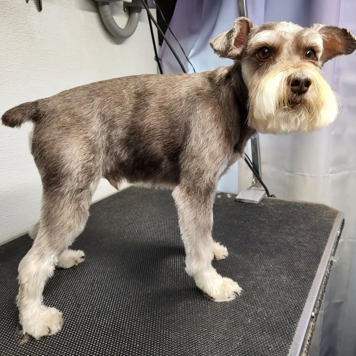 Bruno is a little spicy like most Schnauzers but he is also sooo handsome!
.
.
#dogstagram #doggroomer #schnauzer #schnauzersofinstagram #groomersofinstagram #groomingday #groominglife