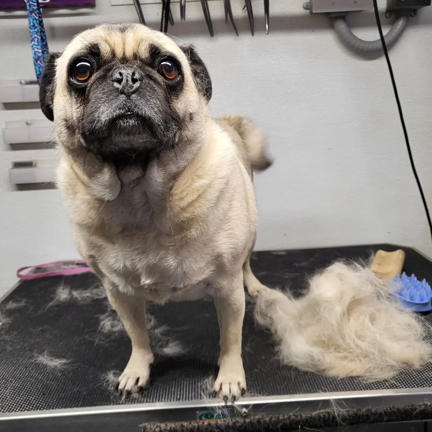 Even short haired dogs need a good grooming! This was just the hair that came off before the bath!
.
.
#dogsofinstagram #pugs #pugsofinstagram #doggroomer #mobilegrooming