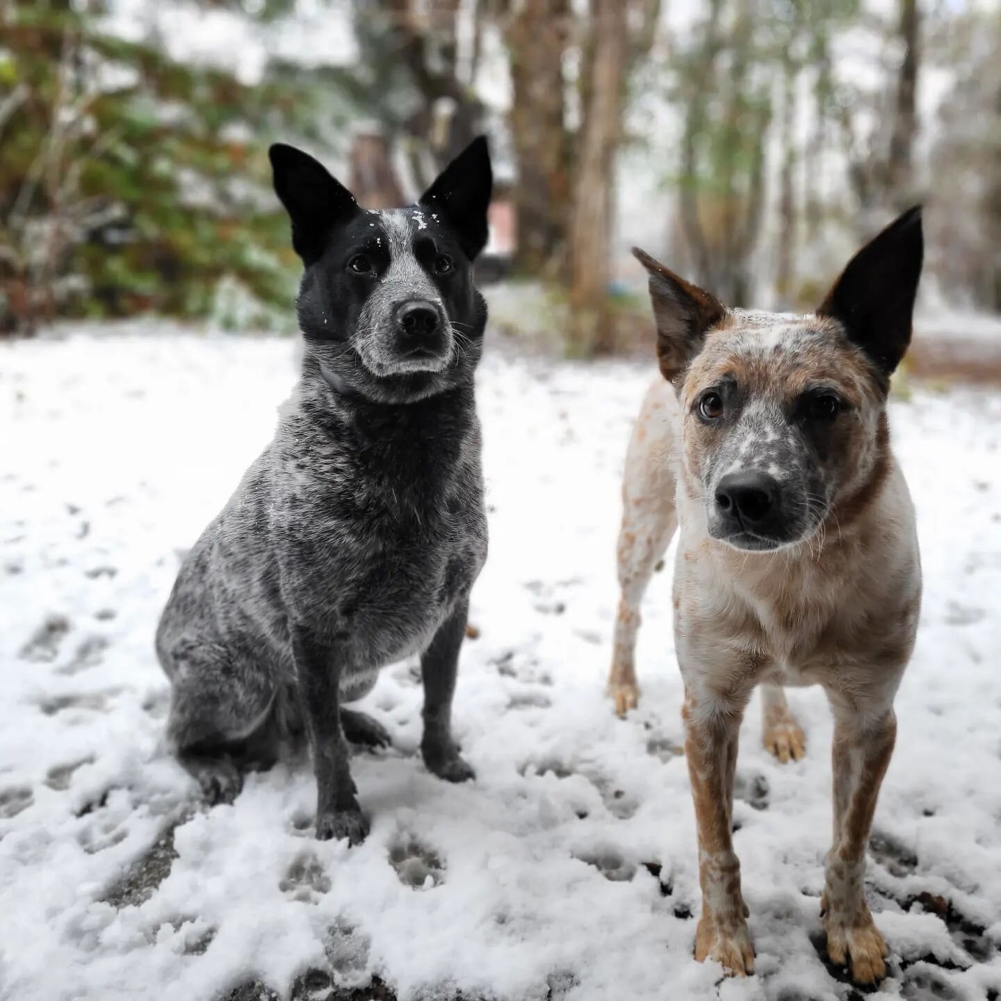 The pups of Pacific pups are checking out this early snow day!