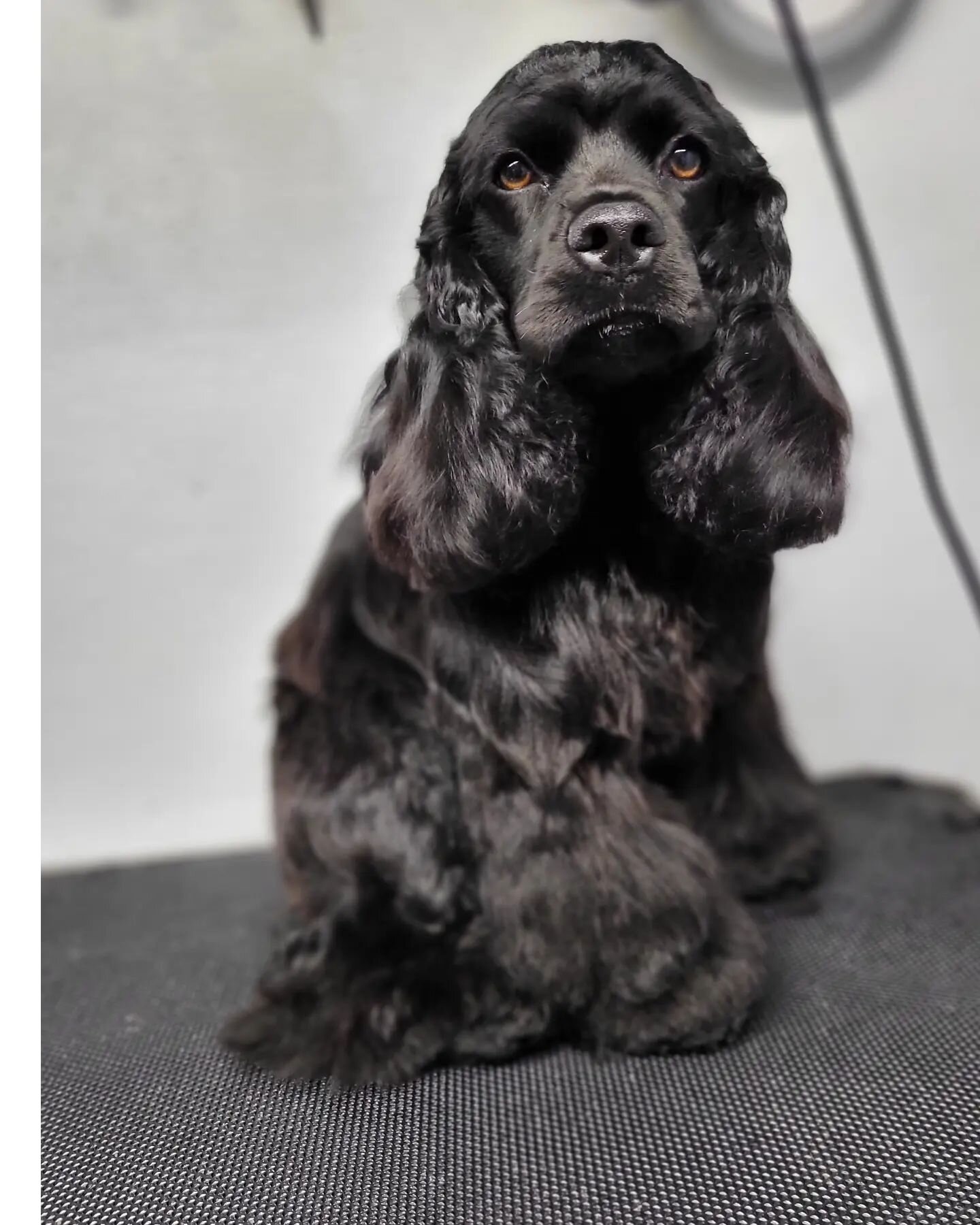 We have been a bit behind on posting lately.  But Look at this sweet angel heart 😍
.
.
#dogsofinstagram #doggrooming #doggroomer #mobilegroomer #oregondogs #cockerspaniel
