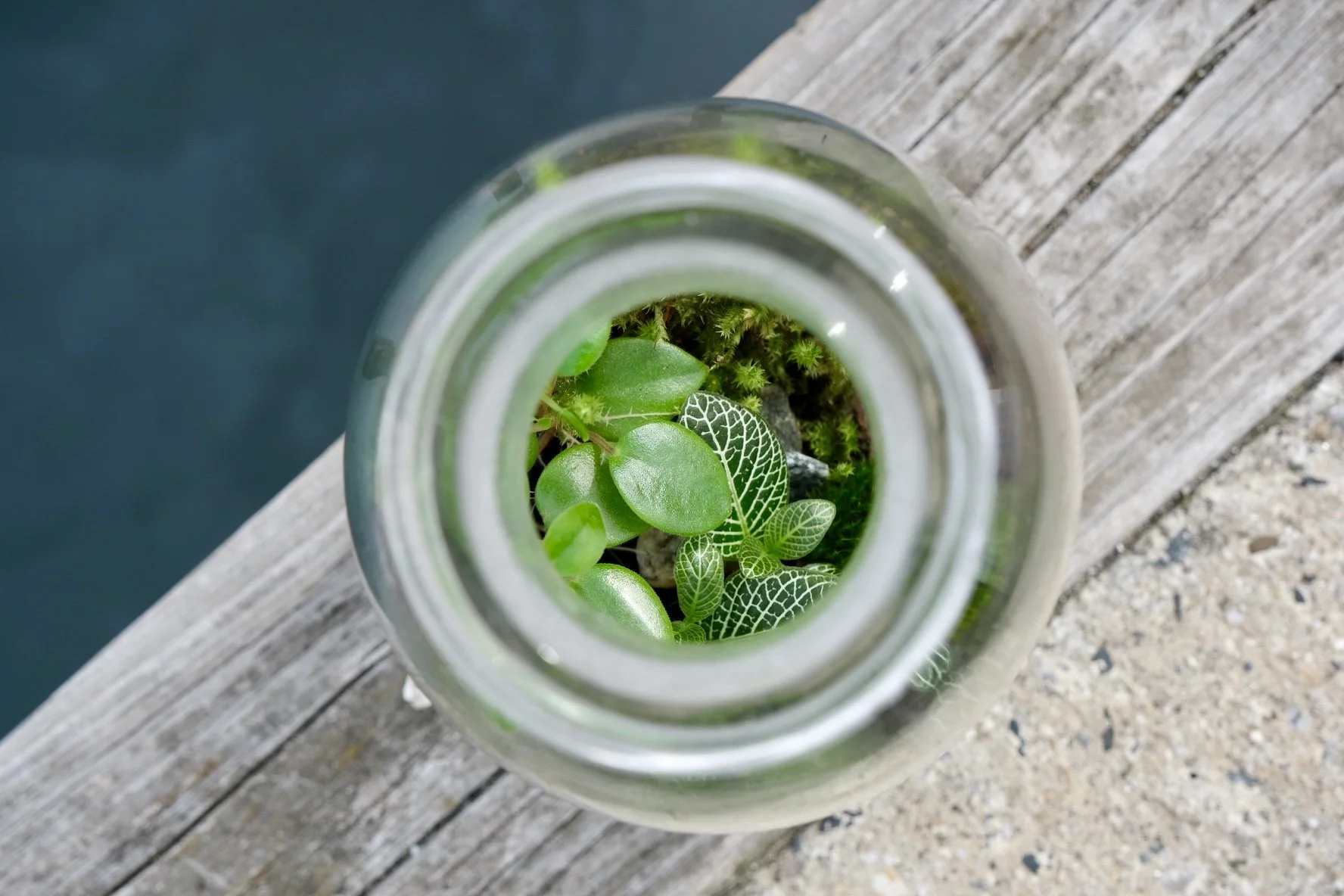 Terrarium Care and Maintenance — Terrarium