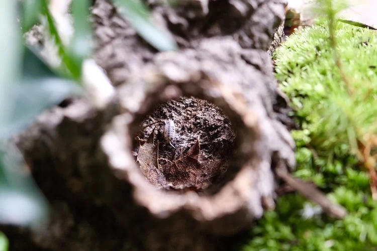 Isopod Care and Habitat Requirements — Terrarium