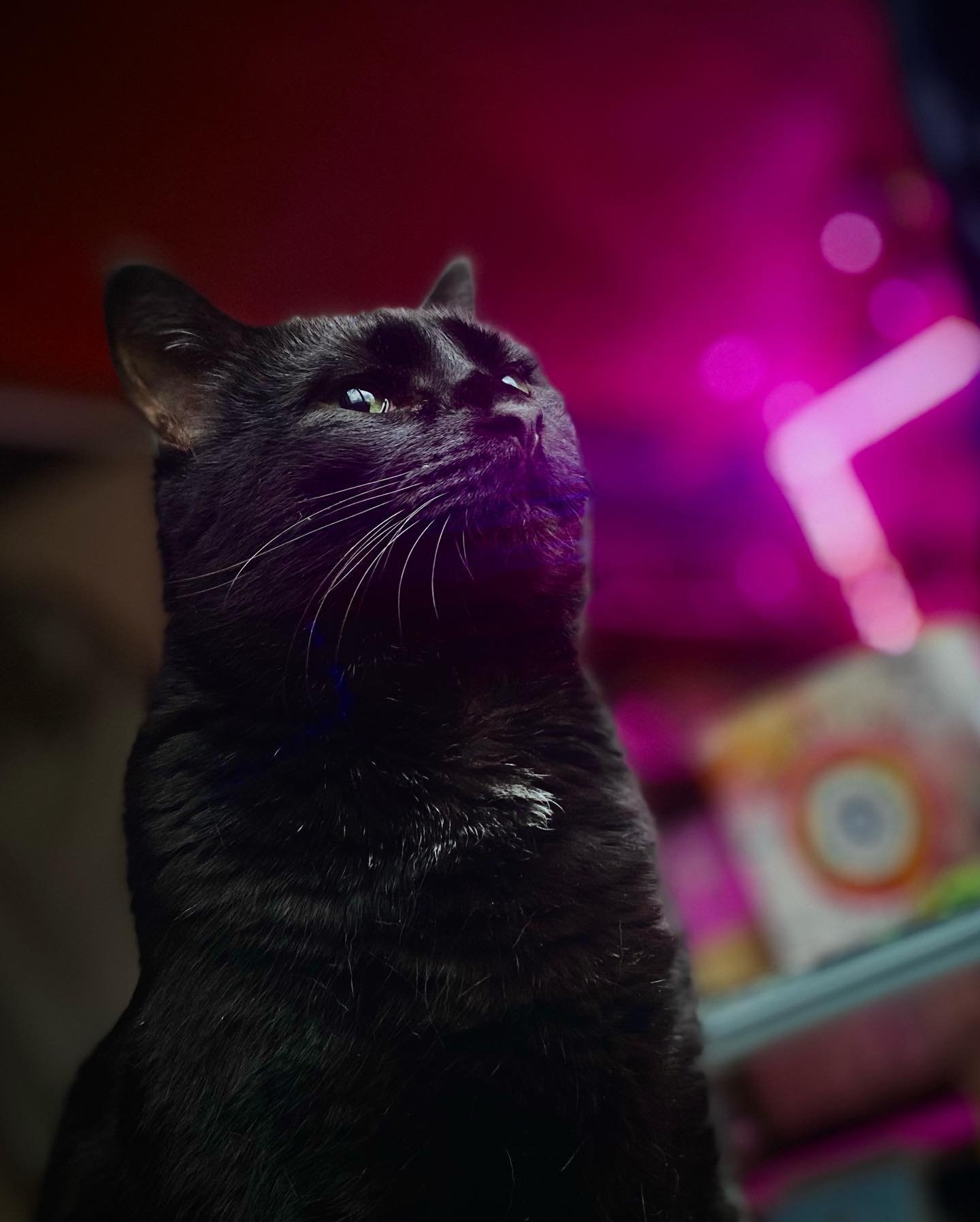 My cat has better headshots then I do 😂 #blackcatsofinstagram #catmodel #polydactylcat #polydactyl #polydactylmanx #manx