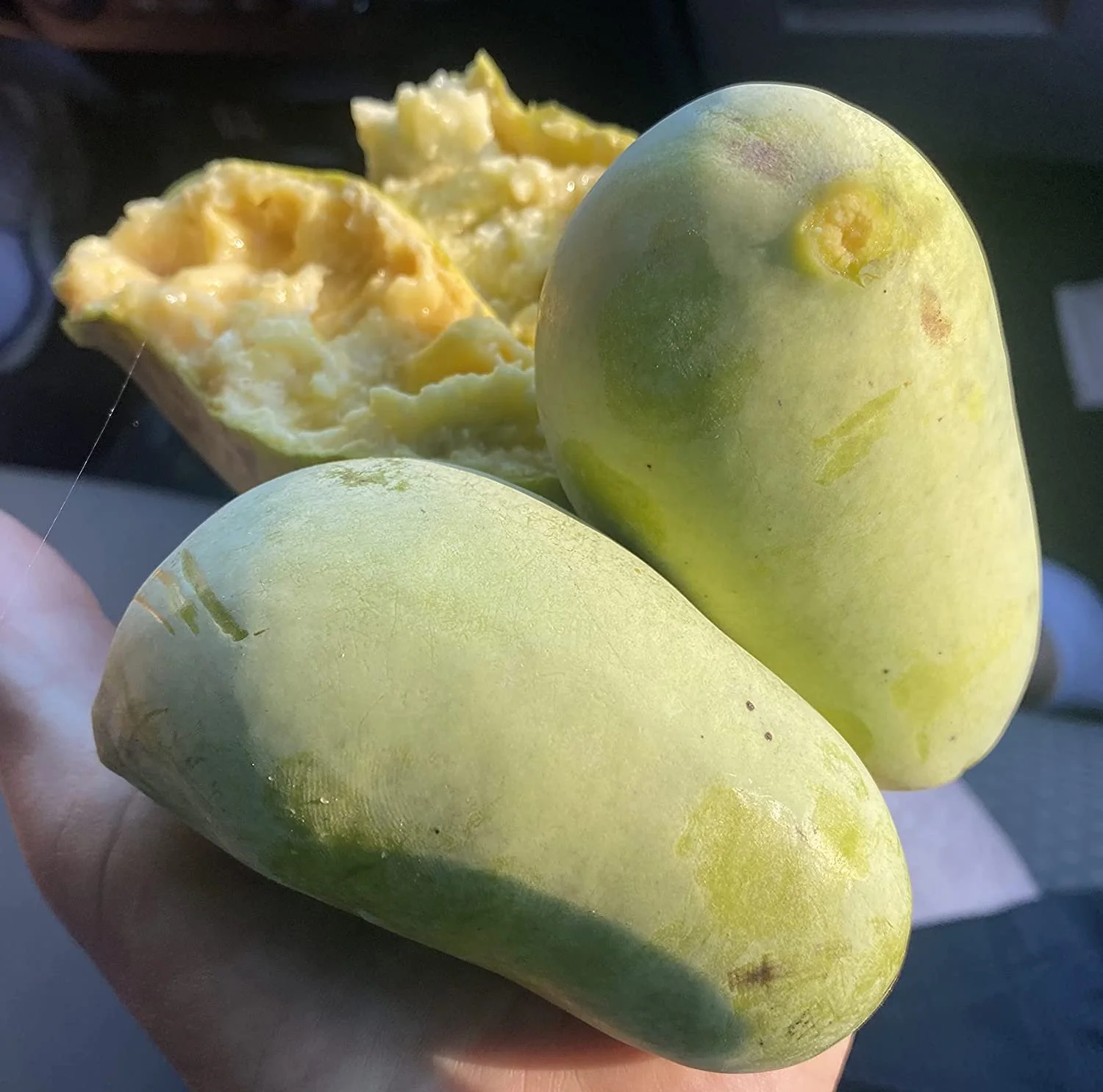 Pawpaw