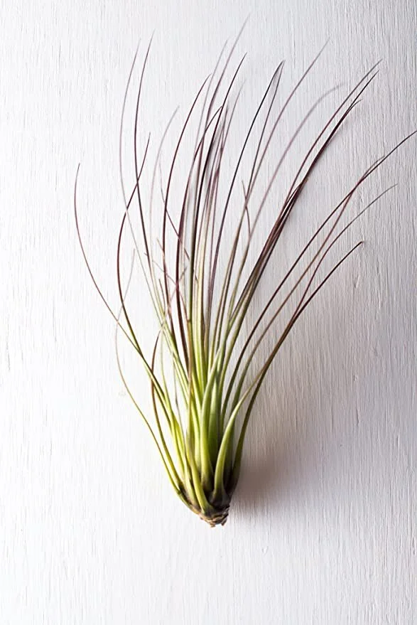 Air Plants