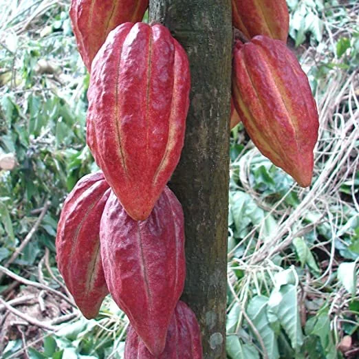 Chocolate