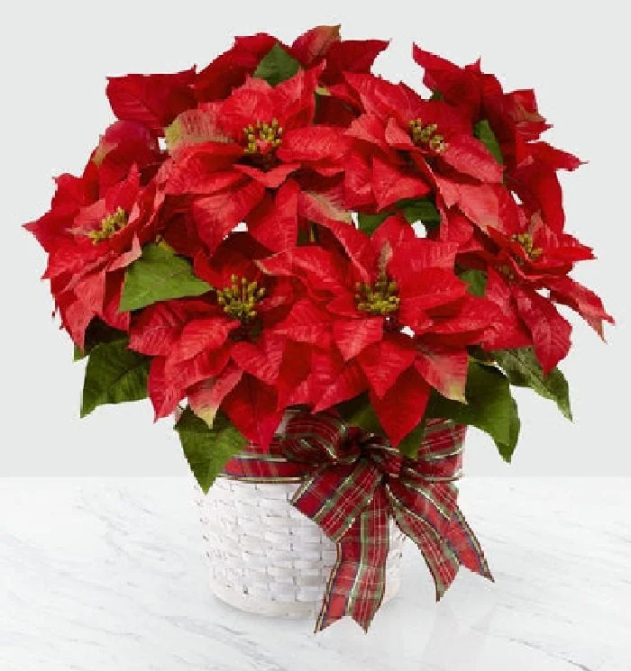 Poinsettia