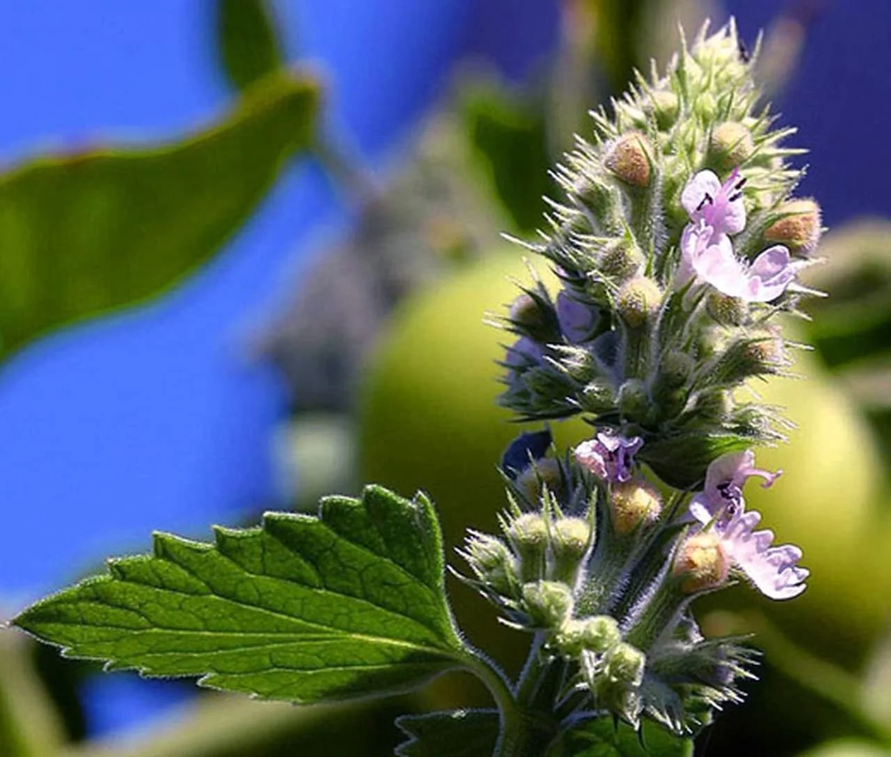 Farmer's Market Online® Guide to Catnip