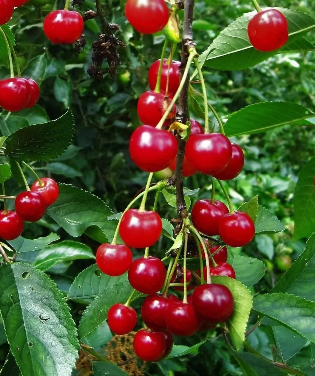 Sour Cherries