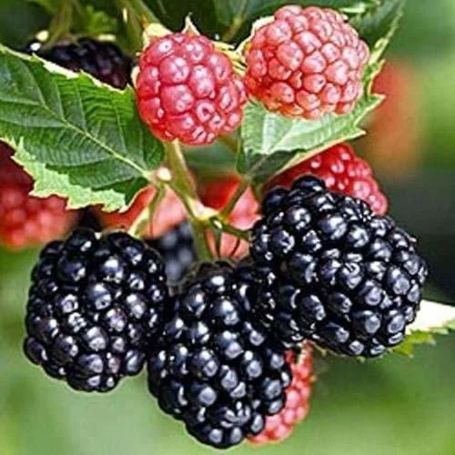 Farmer's Market Online® Guide to Blackberries
