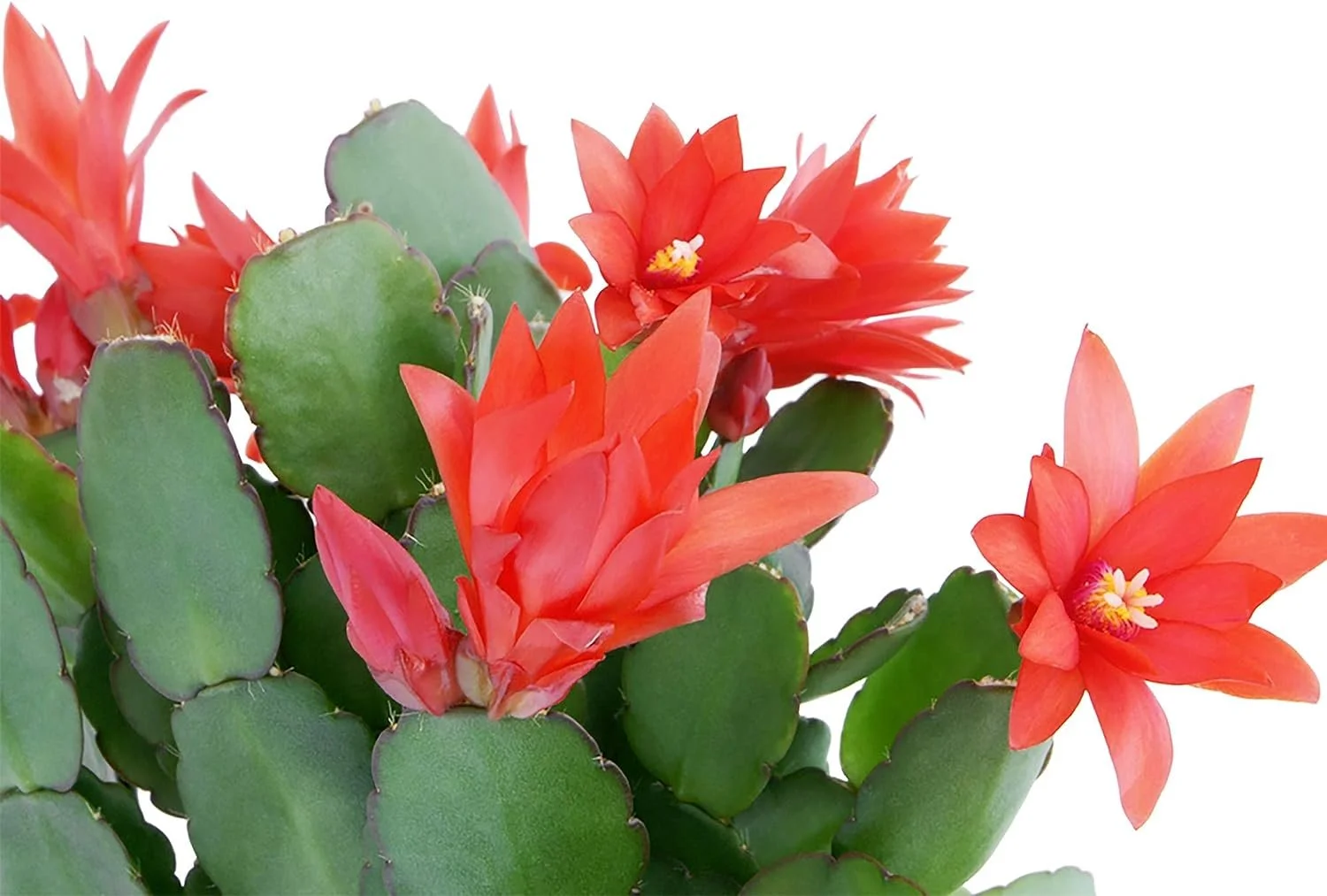 Christmas Cactus